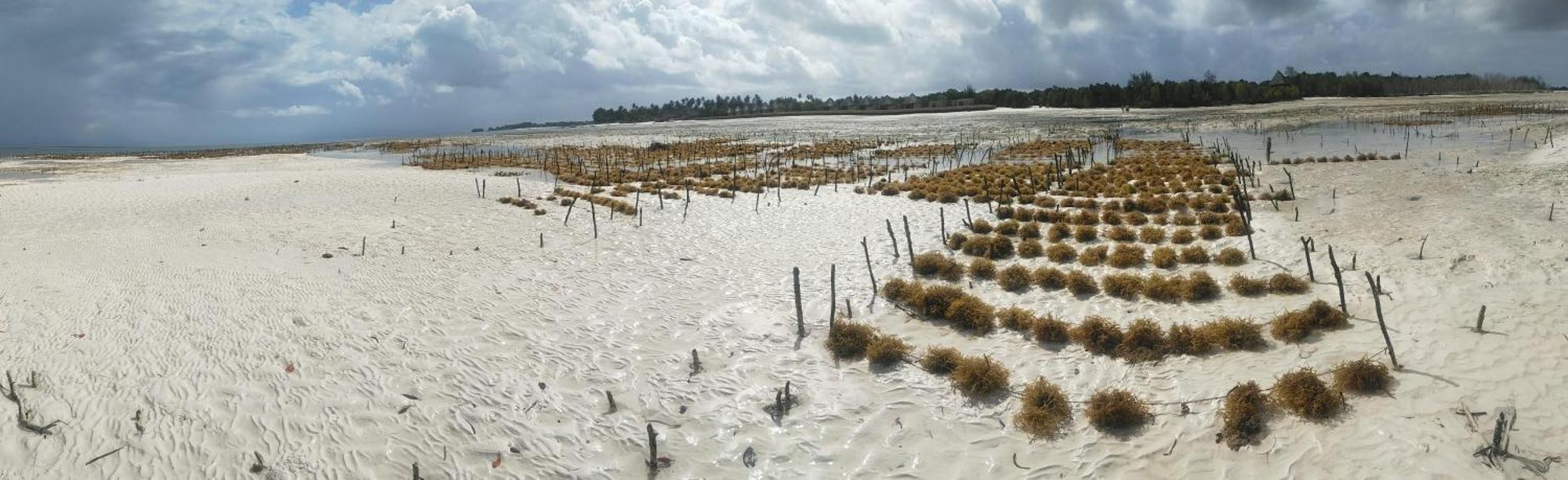 Eden Paradise Michamvi Dış mekan fotoğraf
